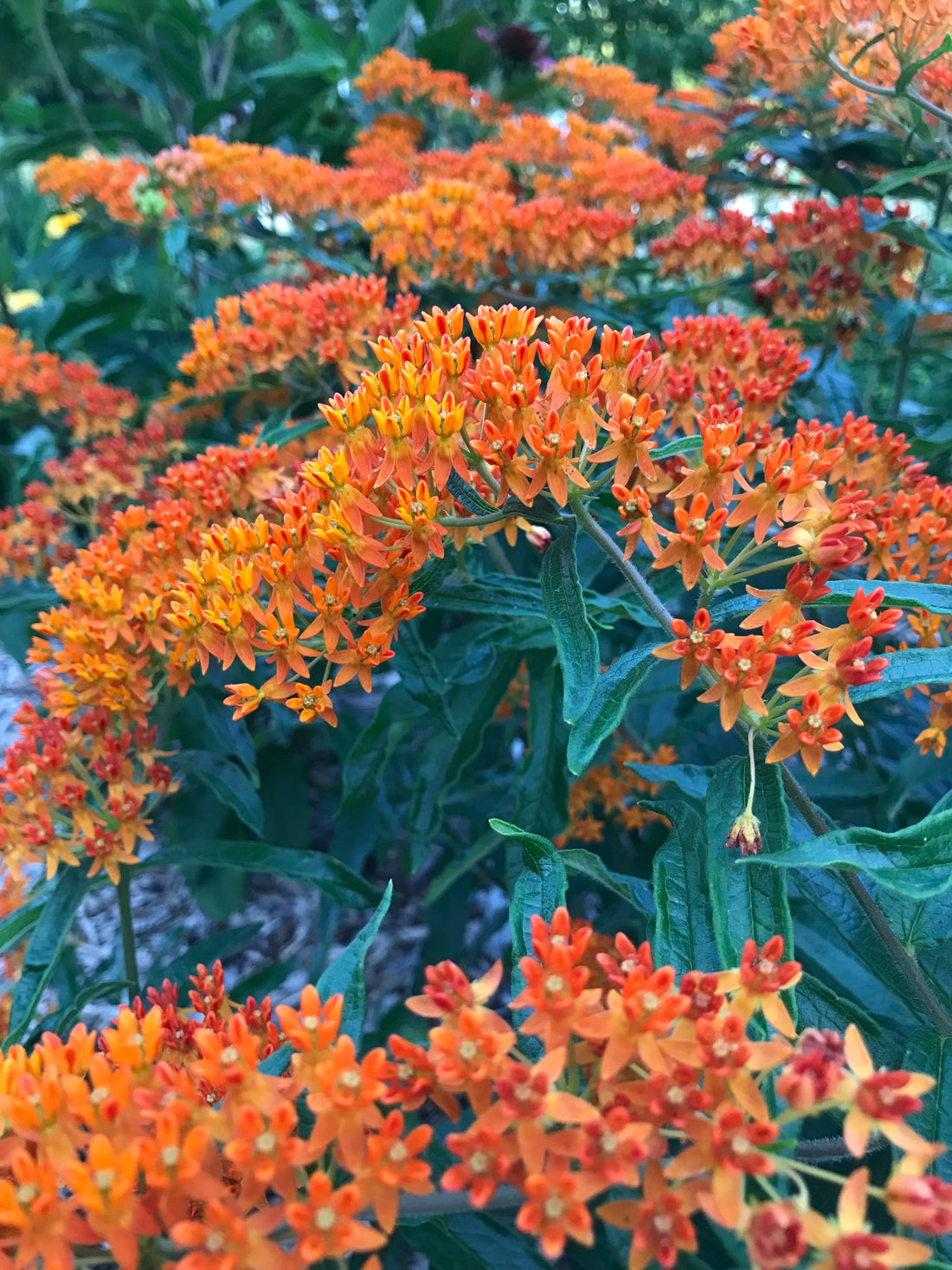 Welcome to the Prairie